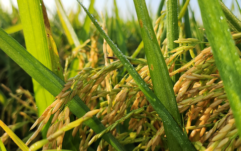 Regeneration at Ralston Family Farms