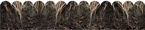 Soil profile with different soil types and organic matter