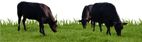 Two black cows grazing on green grass with a transparent background