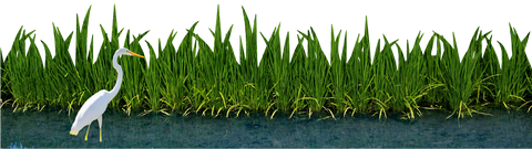 White egret standing in water with green grass in the background