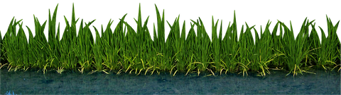 Green grass border on a white background