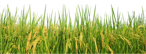 Rice plants with green leaves and yellowish-brown grains on a white background