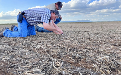 man inspecting soil in a field